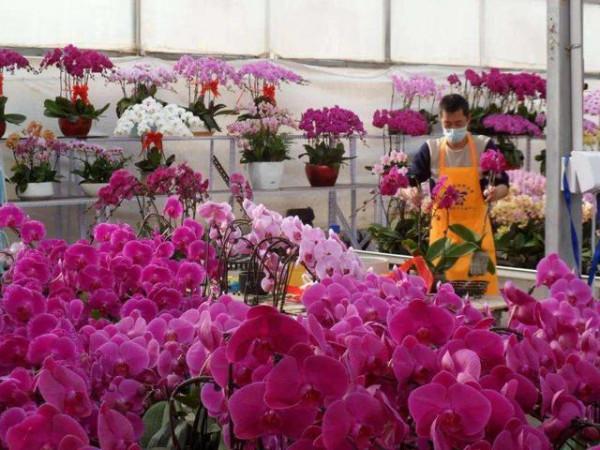 節後抽時間去逛花市，正是“撿漏”的好時機，有經驗的花友都會去