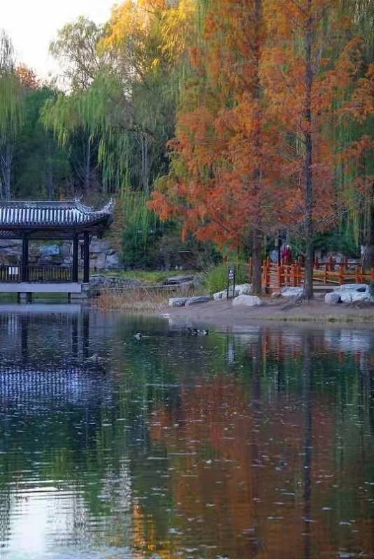 枝枝搖浪， 漠漠蘆花綻放在陶然亭湖畔