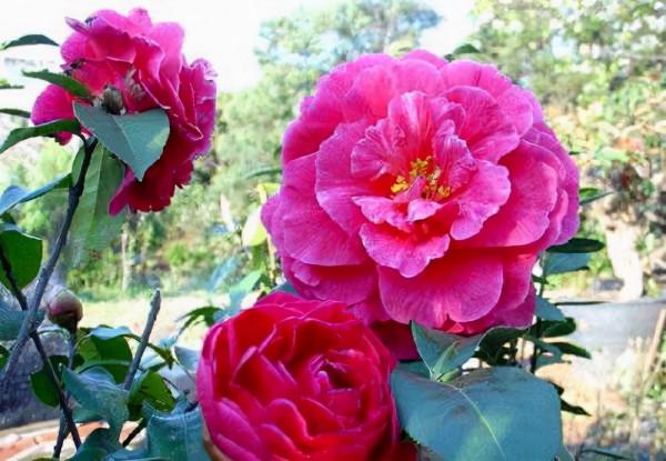 新年養&OpenCurlyDoubleQuote;3種花&rdquo;，喜慶漂亮好打理，花朵大葉片美，冬季大放光彩