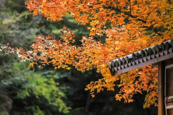 賞漫山彩葉,看雲騰山浮,房山最“紅”賞秋打卡地推薦,比香山更美!(上) 賞漫山彩葉,看雲騰山浮,房山最“紅”賞秋打卡地推薦,比香山更美!(上)