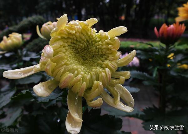 滿城風雨近重陽五首：滿城風雨近重陽，今年花為誰黃？