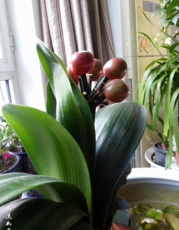 適合客廳養的5種漂亮花,喜慶大氣又吉祥,幸福感滿滿 適合客廳養的5種漂亮花,喜慶大氣又吉祥,幸福感滿滿