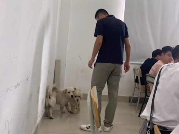 福建一狗子躺教室蹭空調睡覺，發現後被叫醒，網友：理解那種心情