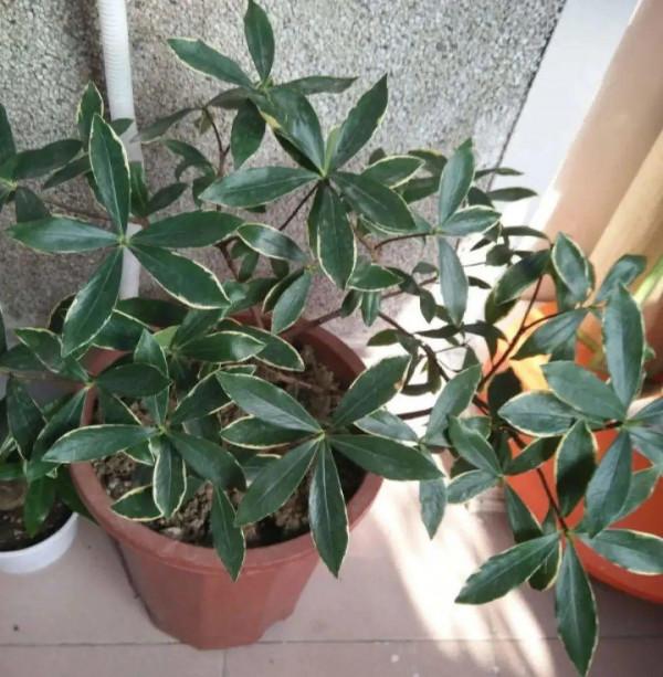 養花一直不開花，給他套個黑塑膠袋，花苞呼呼冒