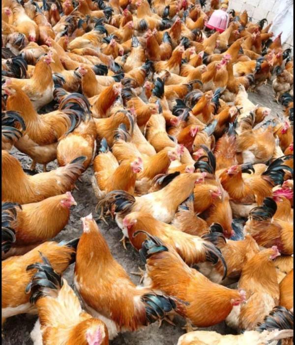 農村老鐵深山養土雞，年賺千萬逆襲成土豪，他是怎樣成功緻富的呢