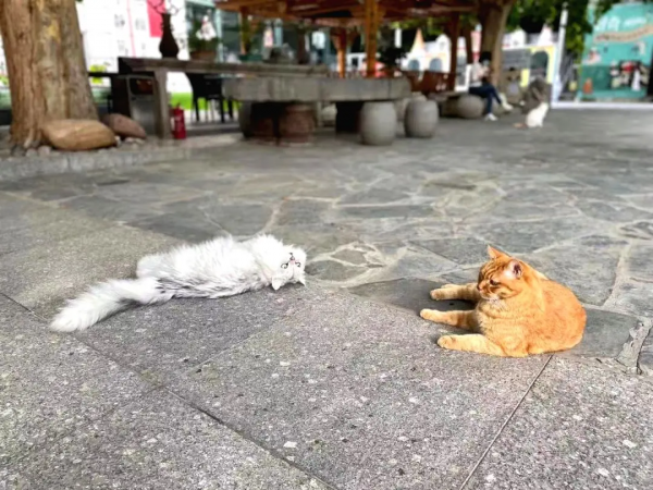 盤點 | 小貓咪那些奇奇怪怪的“酸角”關係