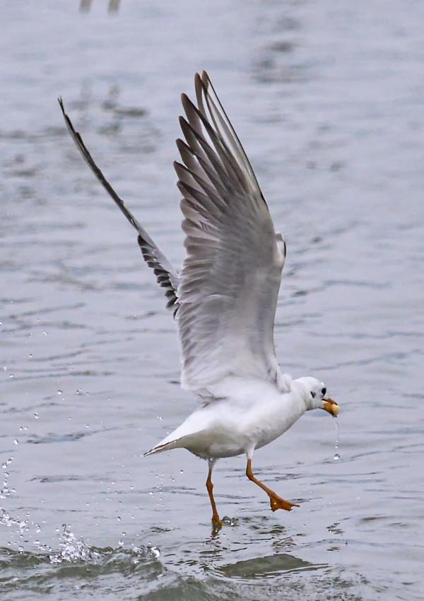 紅嘴鷗，一首生命的歌
