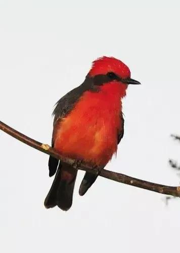 分享圖片——可愛的唐納鳥