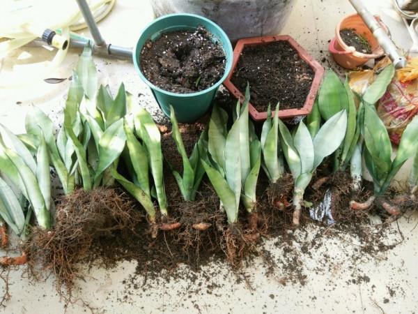 虎皮蘭有“5怕”，難怪從不出新芽，越養越難看