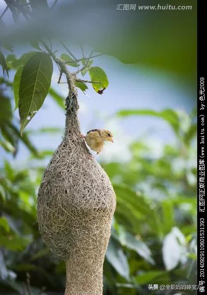 分享——鳥類築巢