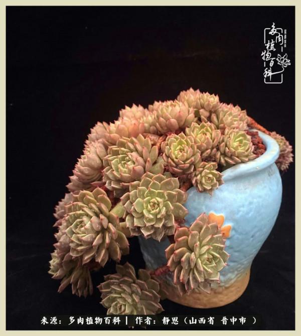 這低谷的一年,感謝多肉的陪伴 這低谷的一年,感謝多肉的陪伴