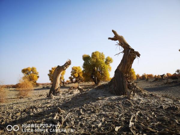 曾經無條件地拜倒在胡楊林的“腳”下