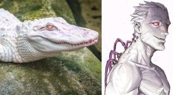 冷門動物擬人 這麼不萌的品種都可以的嗎？