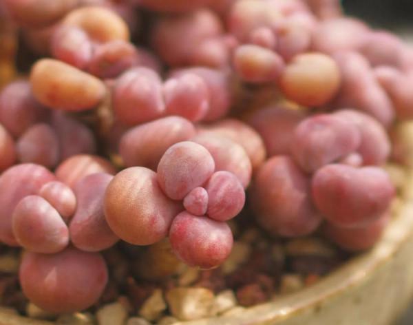 一個植物愛好者的深秋～多肉篇