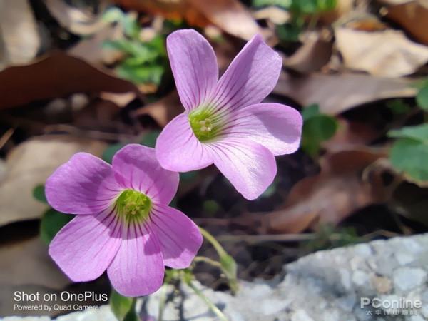 曲屏手機用膩了，快來考慮一下這些直屏好物吧