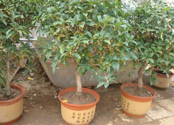 養桂花,室內盆栽12月牢記4點,花開滿枝,滿屋飄香 養桂花,室內盆栽12月牢記4點,花開滿枝,滿屋飄香