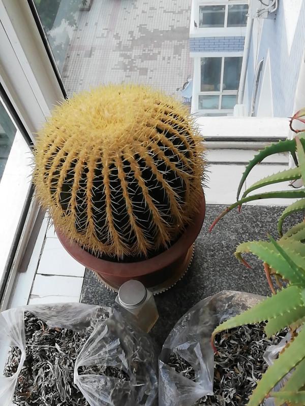 6種&OpenCurlyDoubleQuote;醜八怪&rdquo;盆栽，養在客廳特霸氣，還有旺家宅的好寓意