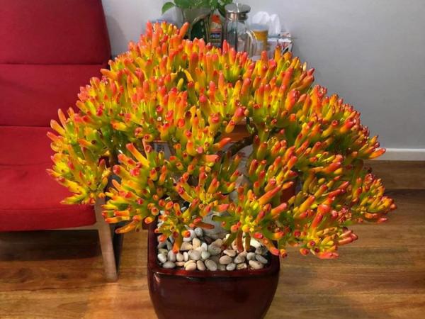 客廳見樹，家興人旺！6種“吉利樹”，好養寓意好，還能養身體