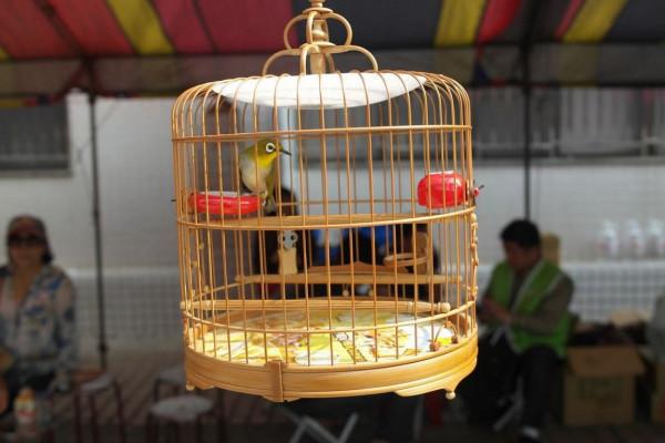 即將消失的中國養鳥文化:古代進貢皇家的繡眼鳥是暗綠還是紅肋? 即將消失的中國養鳥文化:古代進貢皇家的繡眼鳥是暗綠還是紅肋?