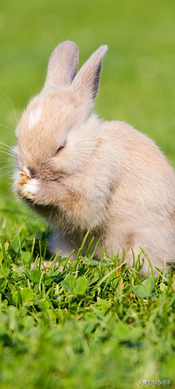 軟糯可愛的小兔兔，毛絨絨治癒力超強