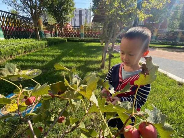 娃娃們尋找藏在秋天裡的秘密,歷城機關幼教集團城市之光幼兒園組織孩子們收穫“紅果” 娃娃們尋找藏在秋天裡的秘密,歷城機關幼教集團城市之光幼兒園組織孩子們收穫“紅果”