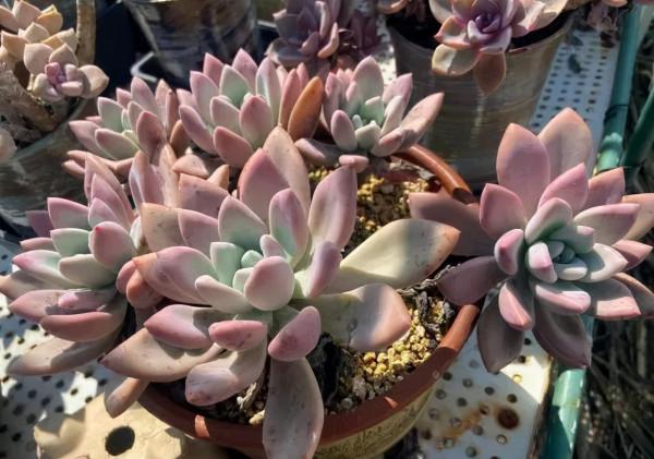 一年一度曬秋時,一年一度曬肉時 一年一度曬秋時,一年一度曬肉時