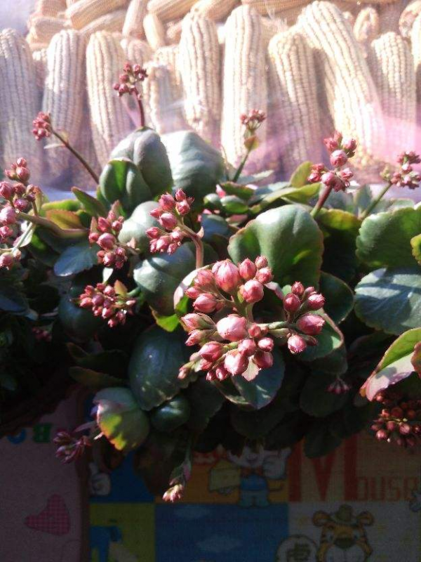 晚上睡不好，屋裡可養4種“睡眠花”，一覺睡到天亮