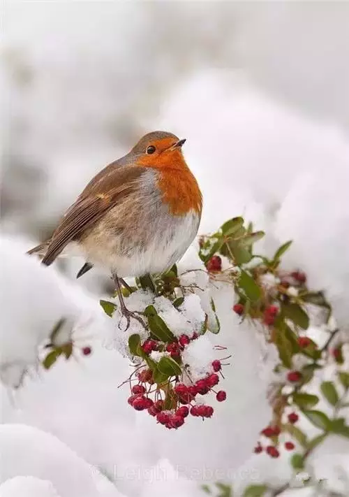 雪中的小鳥欣賞