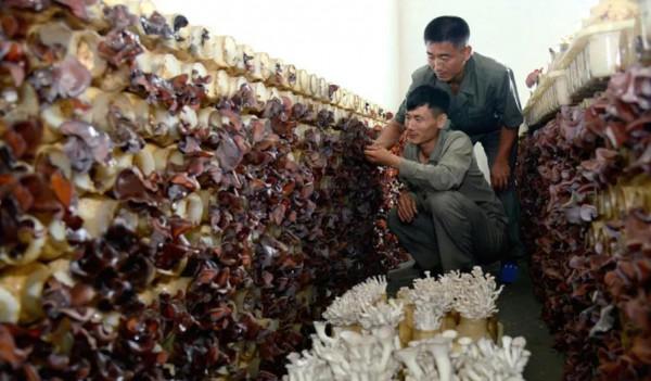 朝鮮：“蘑菇之國”