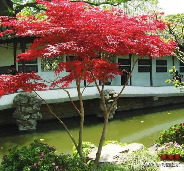 盤點15種適合庭院的彩葉植物，好看的庭院都需要一點不一樣的色彩