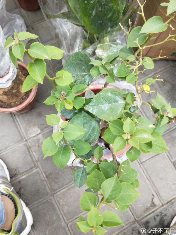 10種花,小盆“擠著養”,不爛根,植株旺,花苞突突冒 10種花,小盆“擠著養”,不爛根,植株旺,花苞突突冒