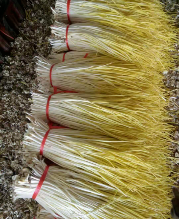 每畝淨賺2+3萬元！神山鎮種植蒜黃有“錢”途一起奔向致富路