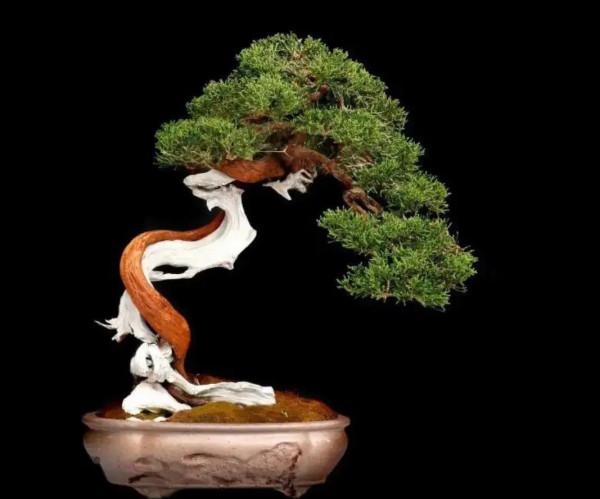 一盆一景一世界 一盆一景一世界