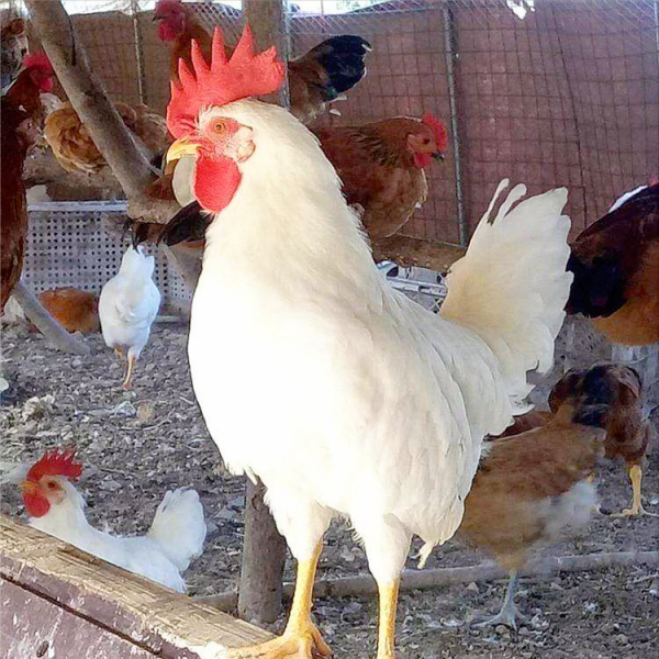 將肉食雞散養，不喂任何飼料，能不能長大，可以吃嗎？