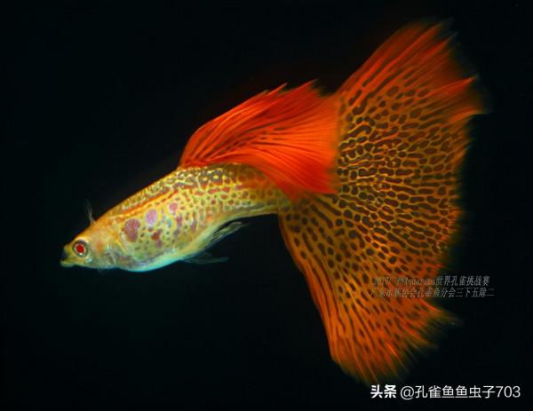 別人養的孔雀魚4個月都能繁殖了，而我養的6個月了，還這麼小啊？