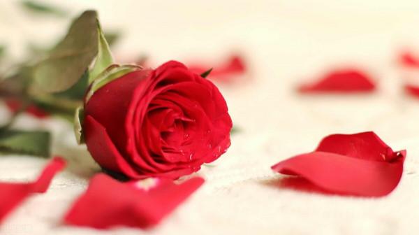 且行且珍惜：世界上最遠的距離，是蝴蝶與飛蛾的距離