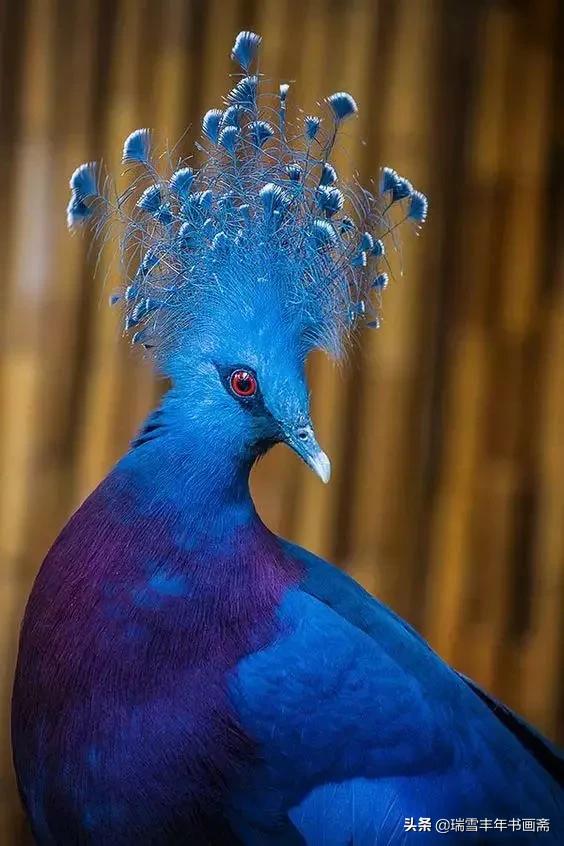 稀有美鳥，藍鳳冠鳩，看到過嗎？請欣賞點評啊