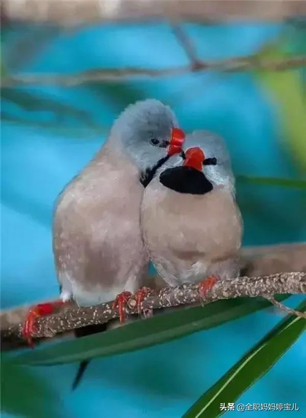 分享——比翼鳥