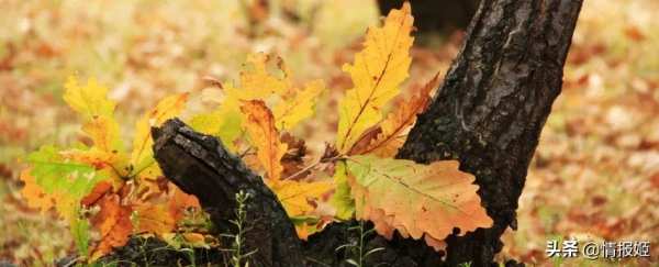 賽博時代,想好讓誰為你的網際網路墓誌銘提筆了嗎? 賽博時代,想好讓誰為你的網際網路墓誌銘提筆了嗎?