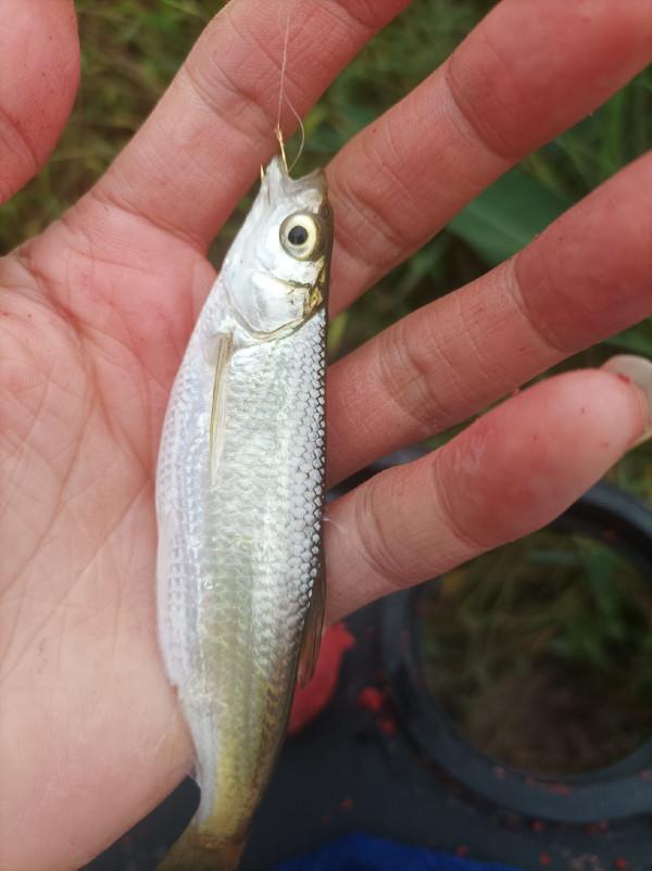庫釣時被李大爺“欺騙”,釣了兩條鯽魚撿了兩枚鴨蛋,白條倒是連竿了 庫釣時被李大爺“欺騙”,釣了兩條鯽魚撿了兩枚鴨蛋,白條倒是連竿了