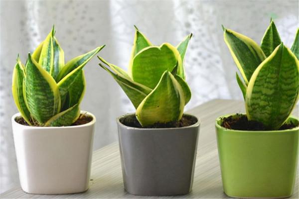 這幾種花不生蟲,養在家裡太省心了,一點藥不用,還長得葉綠花紅 這幾種花不生蟲,養在家裡太省心了,一點藥不用,還長得葉綠花紅