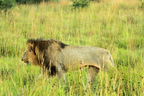 民間故事14 獅子找真兇 民間故事14 獅子找真兇