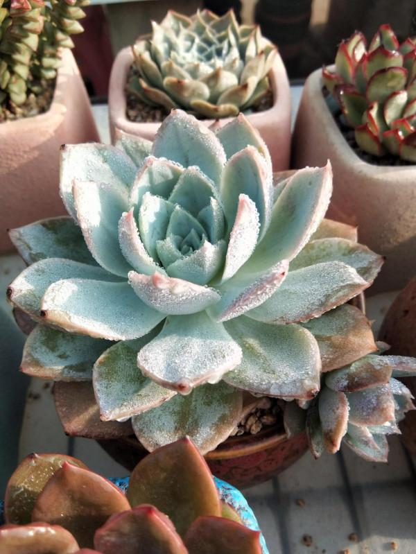 對比照記錄多肉驚豔變化，想要多肉變美，做到這幾步，千萬別忽視