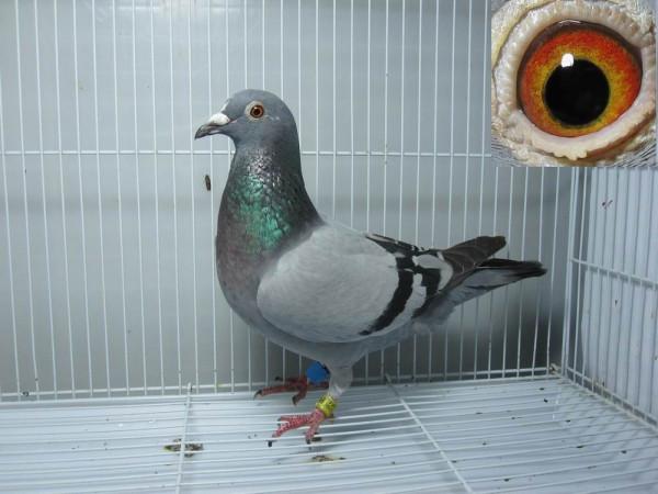 這幾個種鴿回血方法較為常用 這幾個種鴿回血方法較為常用