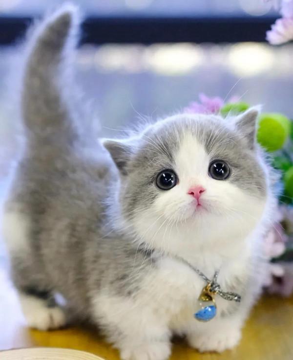 救命啊！！這裡有個偷心賊