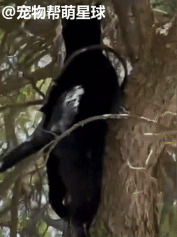 貓朋友要被鄰居送進收容所震驚了網友,她這樣霸氣回應 貓朋友要被鄰居送進收容所震驚了網友,她這樣霸氣回應