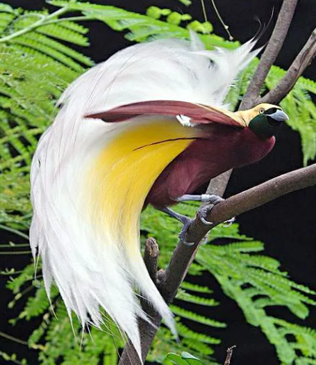 比孔雀更漂亮的鳥有嗎？下面這兩種，就勝過孔雀