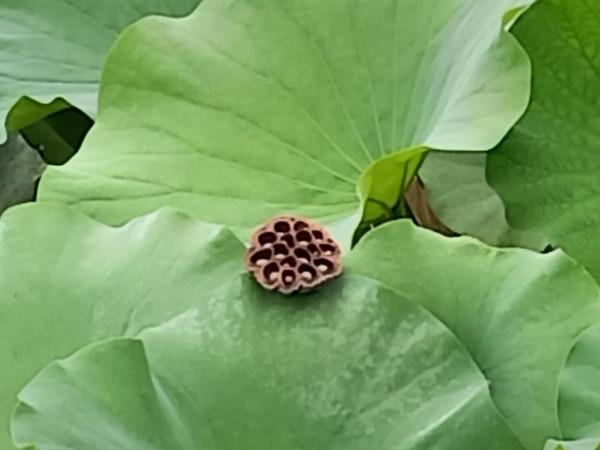 《鷓鴣天》作者：梅亦風清·詩書畫