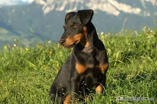 百科 &vert; 德國獵梗，能量爆表的戰鬥獵犬