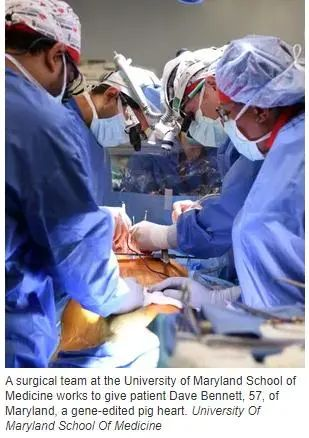 全球首例！豬心成功移植給心臟病患者